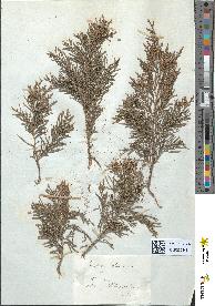 spécimen de Juniperus sabina