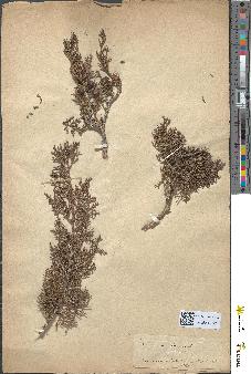 spécimen de Juniperus phoenicea