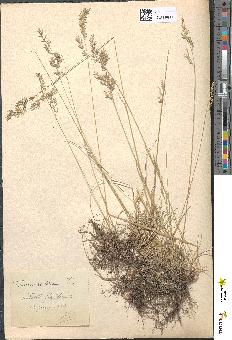 spécimen de Festuca arundinacea