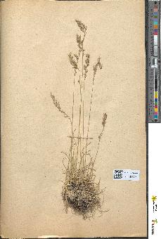 spécimen de Festuca duriuscula