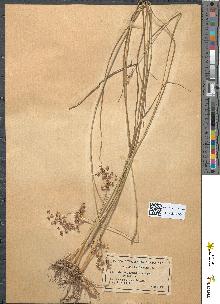 spécimen de Juncus acutiflorus