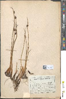 spécimen de Juncus arcticus