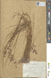 spécimen de Juncus articulatus