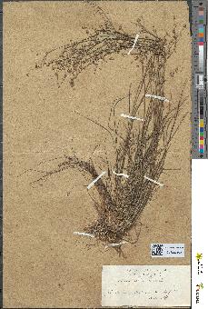 spécimen de Juncus bulbosus