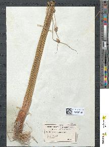 spécimen de Juncus conglomeratus