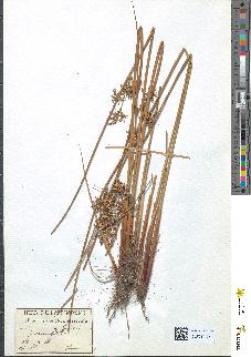 spécimen de Juncus effusus