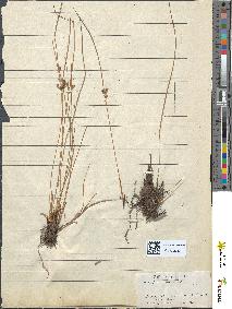 spécimen de Juncus filiformis