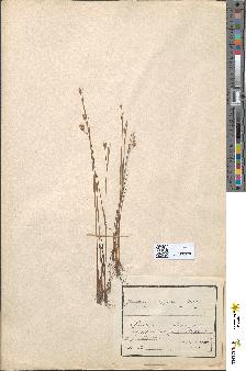 spécimen de Juncus squarrosus