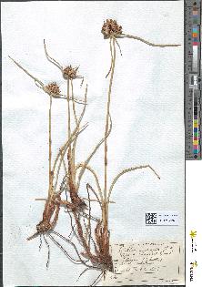 spécimen de Cyperus rotundus