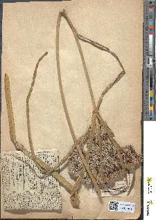 spécimen de Cyperus rotundus