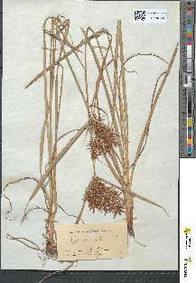 spécimen de Cyperus esculentus