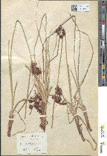 spécimen de Cyperus longus
