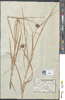 spécimen de Scirpus maritimus