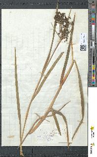 spécimen de Scirpus sylvaticus