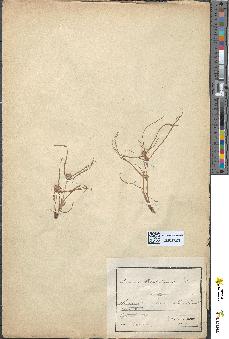 spécimen de Scirpus michelianus