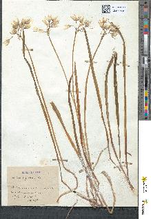 spécimen de Allium triquetrum