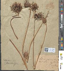 spécimen de Allium paniculatum