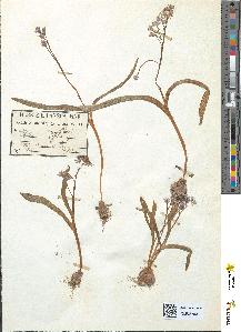 spécimen de Scilla bifolia