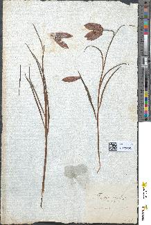 spécimen de Fritillaria meleagris