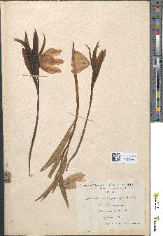 spécimen de Fritillaria meleagris