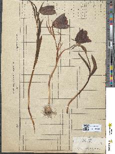 spécimen de Fritillaria meleagris