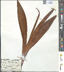 spécimen de Colchicum autumnale