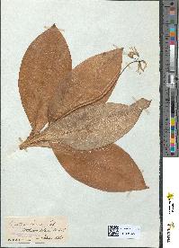 spécimen de Clintonia borealis