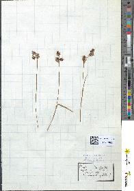 spécimen de Luzula campestris