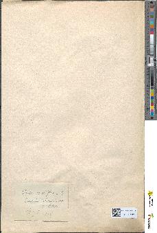 spécimen de Luzula multiflora