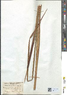 spécimen de Typha angustifolia