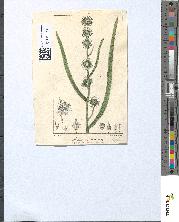 spécimen de Sparganium ramosum