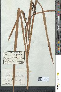 spécimen de Sparganium ramosum