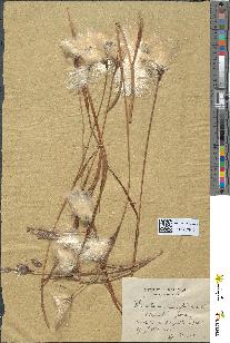spécimen de Eriophorum angustifolium