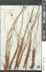 spécimen de Eriophorum vaginatum