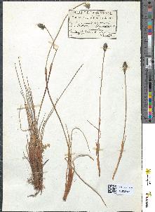 spécimen de Eriophorum vaginatum