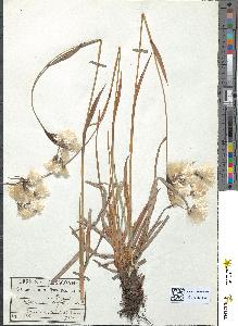spécimen de Eriophorum latifolium