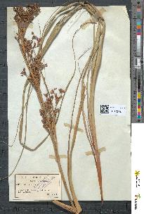 spécimen de Cladium mariscus