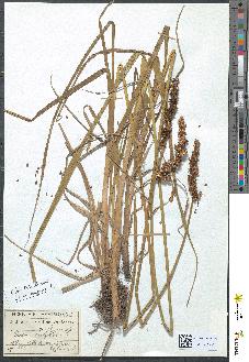 spécimen de Carex vulpina