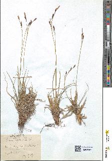 spécimen de Carex schreberi