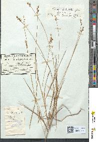 spécimen de Carex stellulata