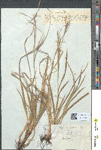 spécimen de Carex sylvatica