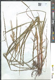 spécimen de Carex vesicaria