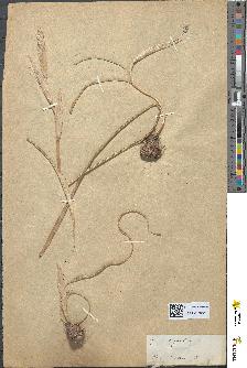 spécimen de Iris sisyrinchium