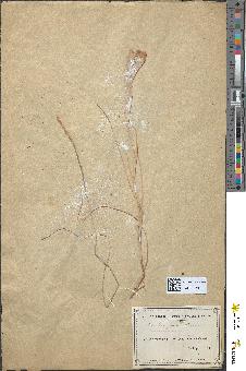 spécimen de Iris sp.