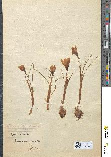 spécimen de Crocus versicolor