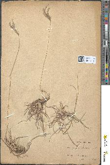 spécimen de Andropogon ischaemum