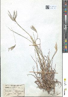 spécimen de Andropogon ischaemum