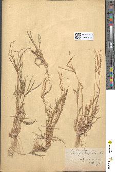 spécimen de Digitaria sanguinalis