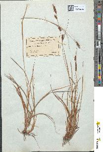 spécimen de Carex binervis