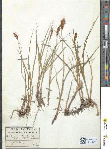 spécimen de Carex disticha